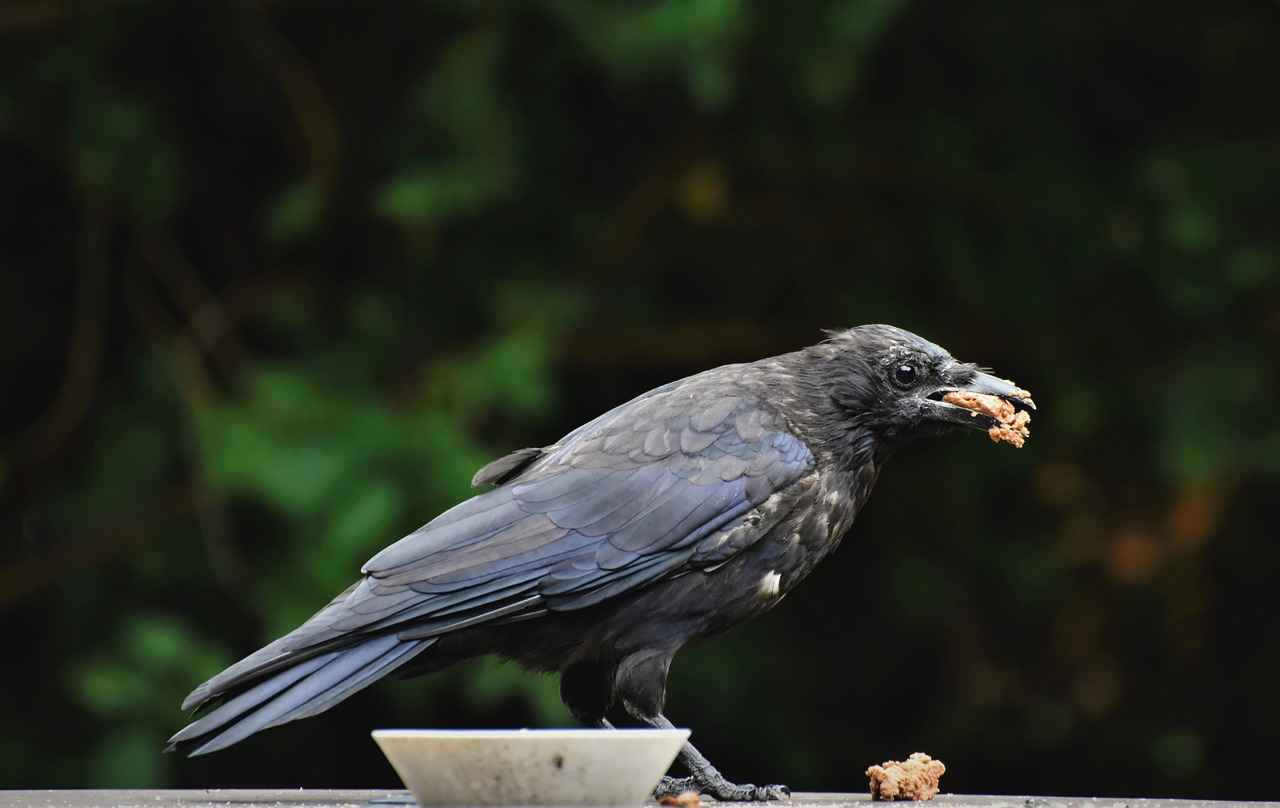 Baltimore Ravens vs Dallas Cowboys Match Player Stats 10 Injury Reports and Their Effects