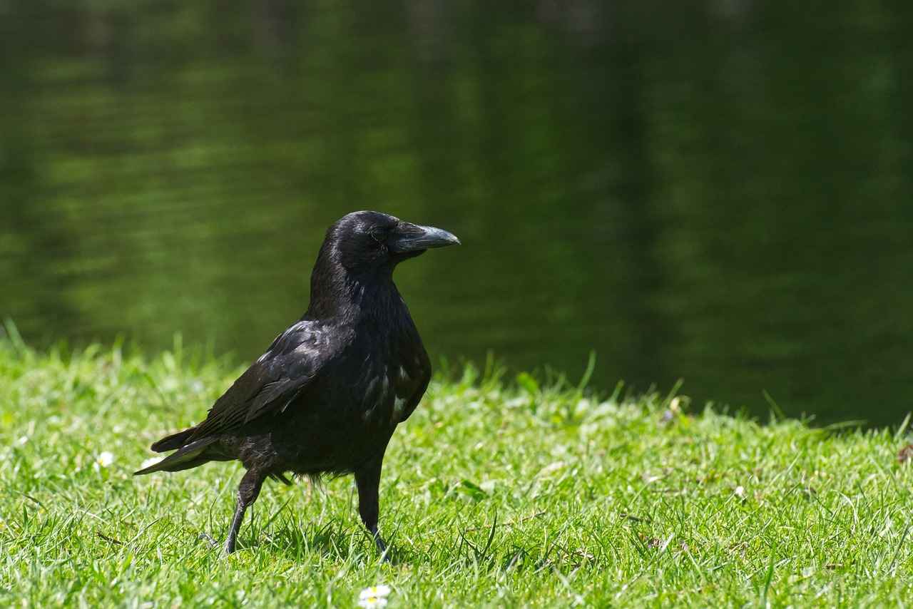 Baltimore Ravens vs Kansas City Chiefs Match Player Stats 8 Injury Impacts on Player Performance