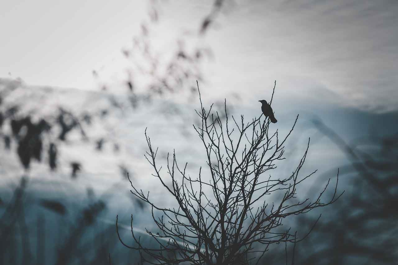 Baltimore Ravens vs Steelers Match Player Stats 2 Key Player Performances