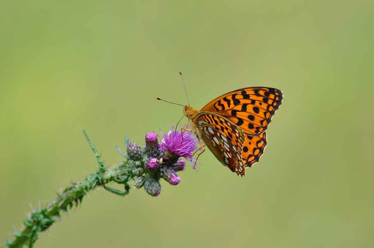 Baroque Pearls in Different Cultures