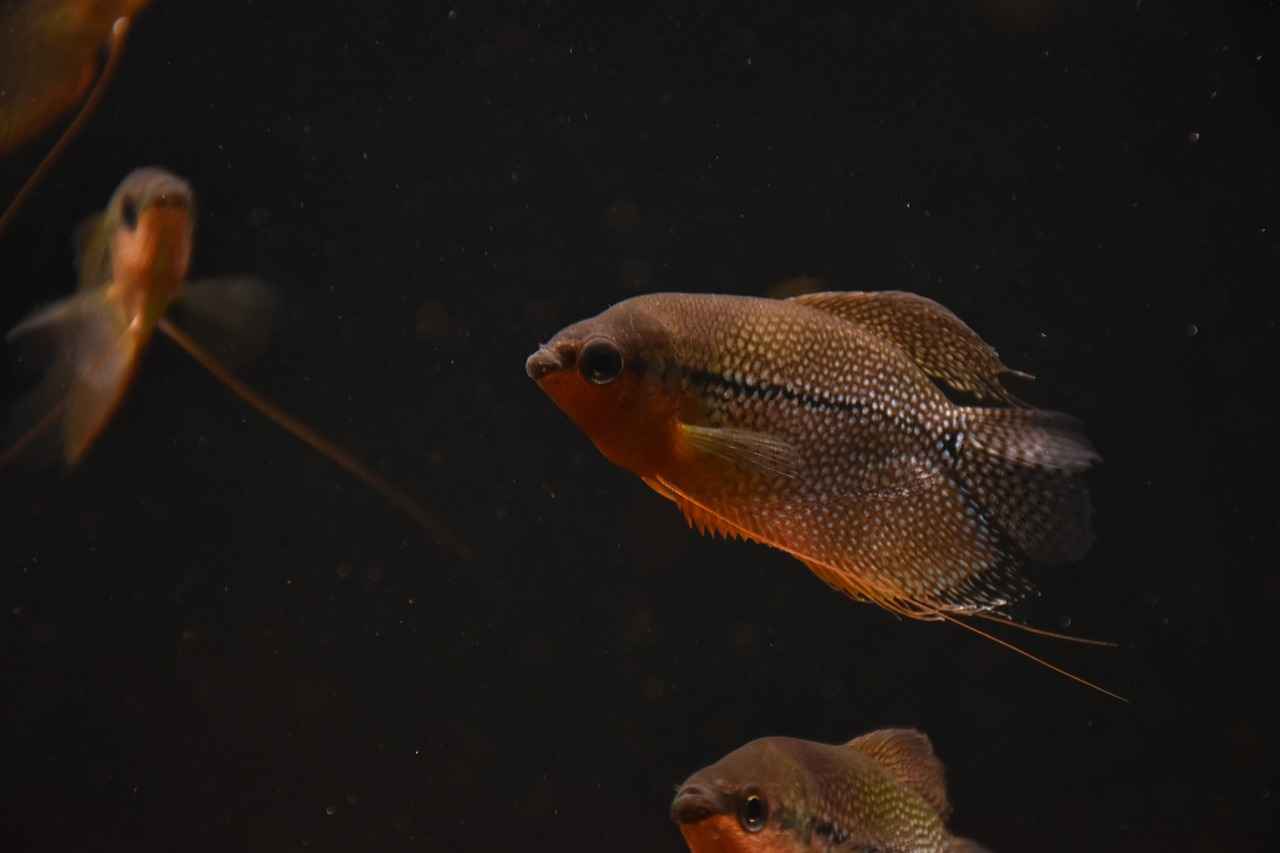 Baroque Pearls vs. Traditional Pearls