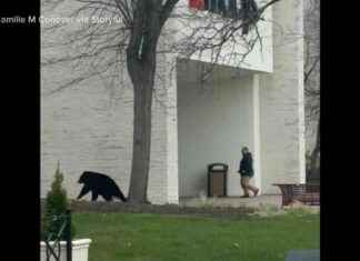 Bear charges at shoppers outside Connecticut mall bear-charges-at-shoppers-outside-connecticut-mall