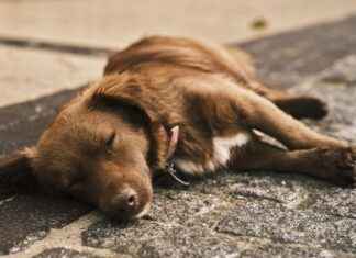 Bed Crate Dog: Comfort for Your Dog’s Crate Space Bed Crate Dog: Comfort for Your Dog's Crate Space