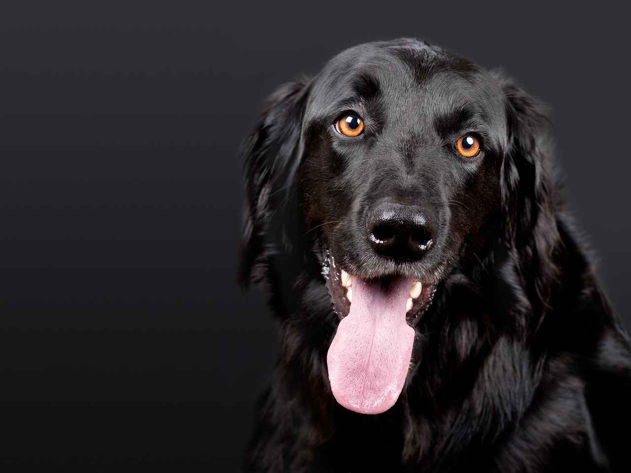Bed for Dog: Choosing the Right Bed for Your Pup 1 Why a Good Dog Bed Matters