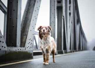 Bed for Dogs: The Best Beds for Every Dog Bed for Dogs: The Best Beds for Every Dog