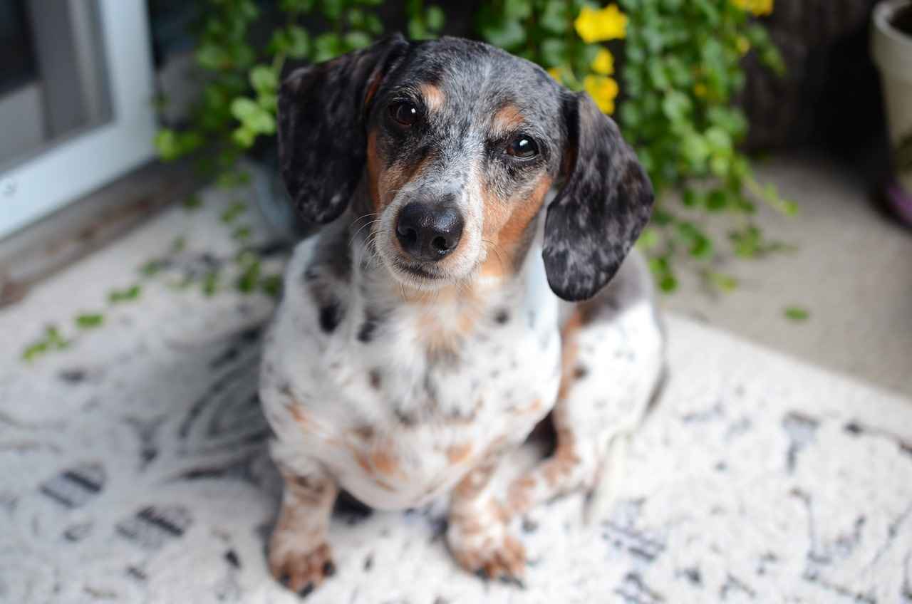 Bed for Dogs: The Best Beds for Every Dog 2 Types of Dog Beds: Which One is Right for Your Dog?