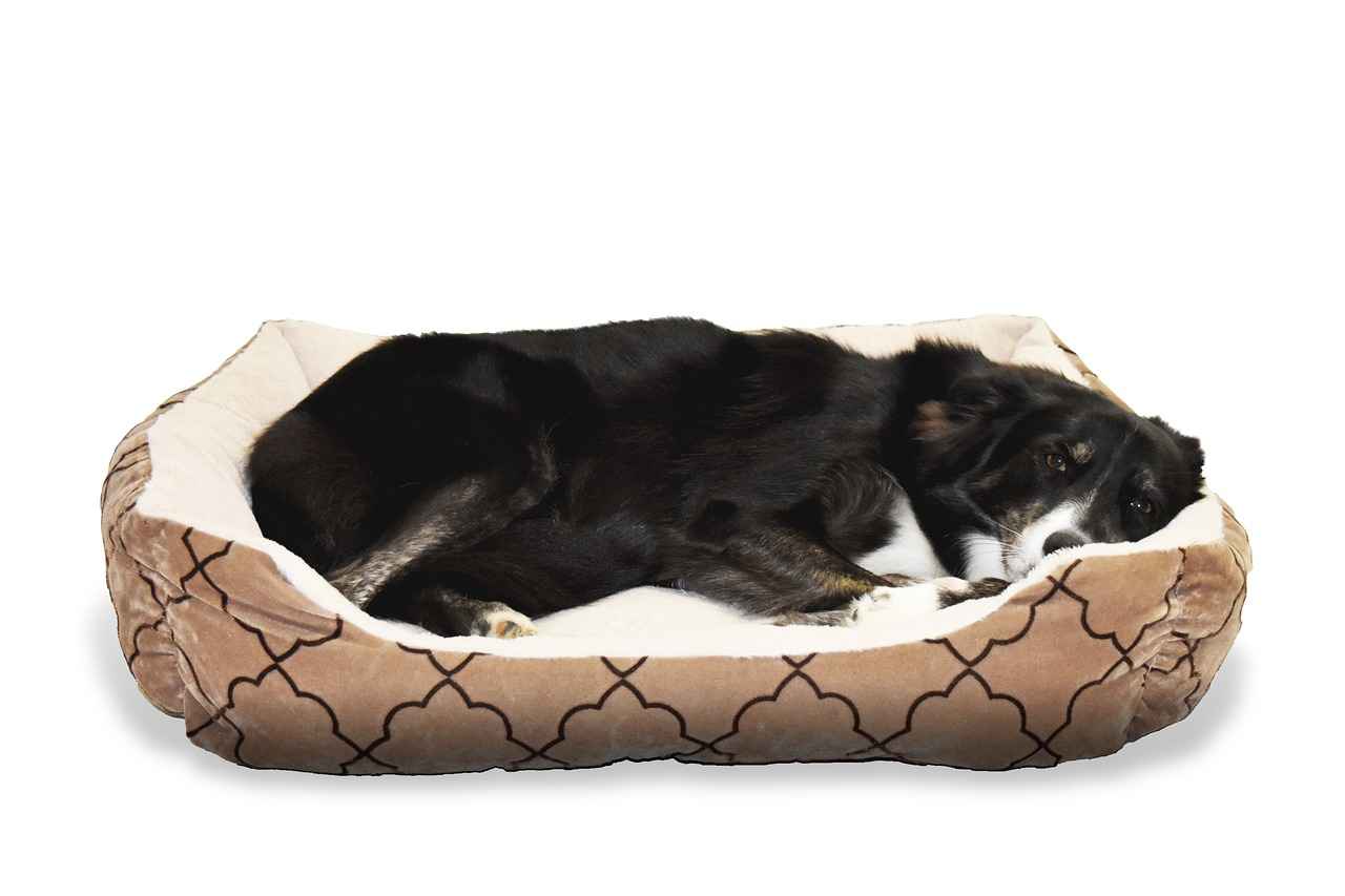 Beds for Dogs: The Ultimate Guide to Choosing the Right Bed 4 4. Materials Used in Dog Beds