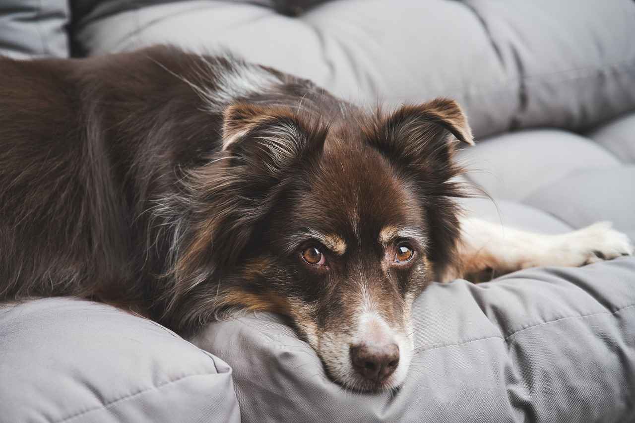 Beds for Dogs: The Ultimate Guide to Choosing the Right Bed 6 6. Dog Bed Maintenance and Care