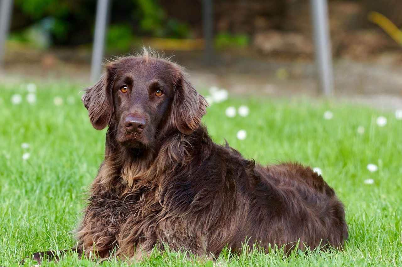 Beds for Dogs: The Ultimate Guide to Choosing the Right Bed 9 9. Dog Bed Safety Features