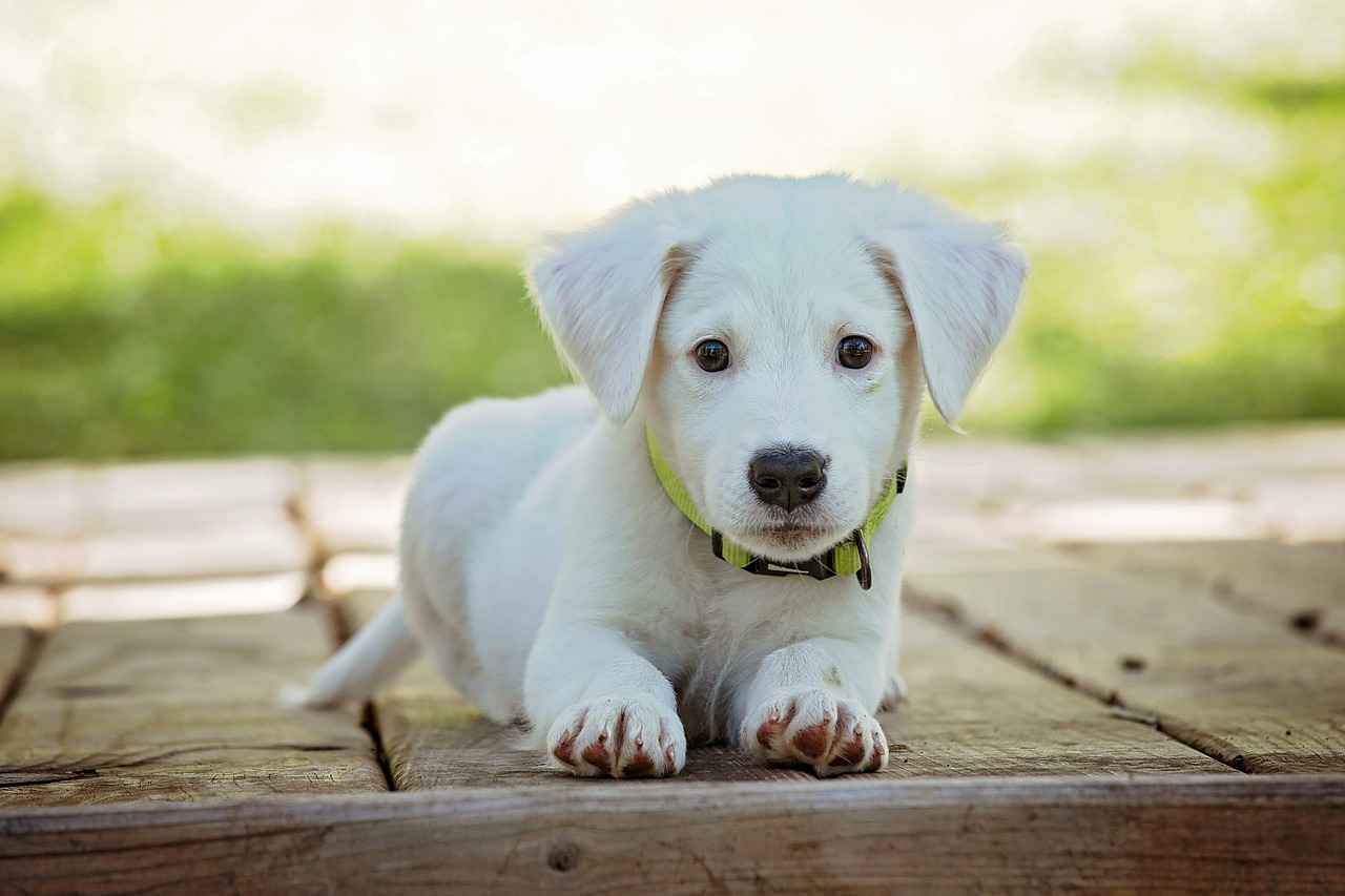 Beds for Dogs: The Ultimate Guide to Choosing the Right Bed 3 3. Choosing the Right Size Bed