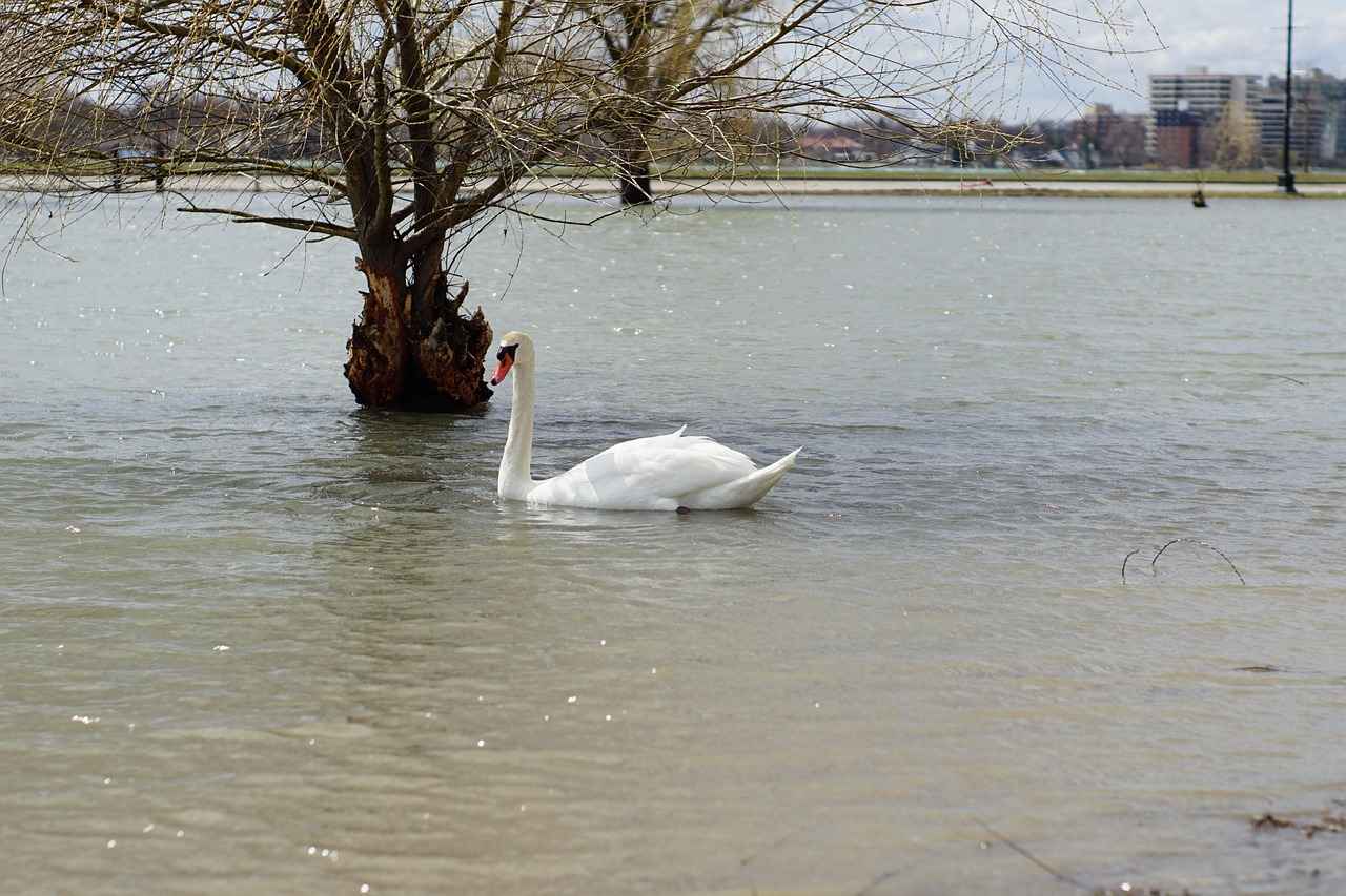 Belle Delphine Sex Doll Craze: Why It’s Selling Fast 6 The Role of Social Media in the Craze