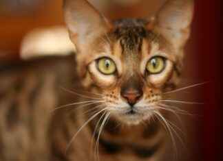 Bengals vs Cleveland Browns Match Player Stats Bengals vs Cleveland Browns Match Player Stats