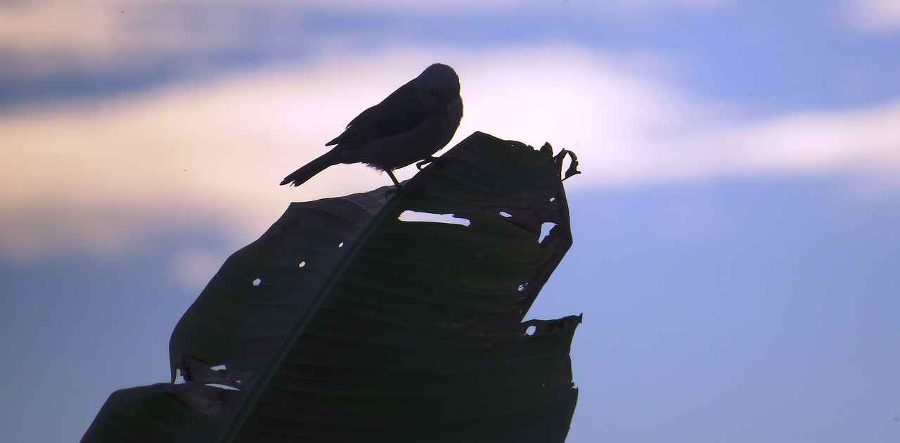 Best Battery Operated Coffee Makers for Travelers