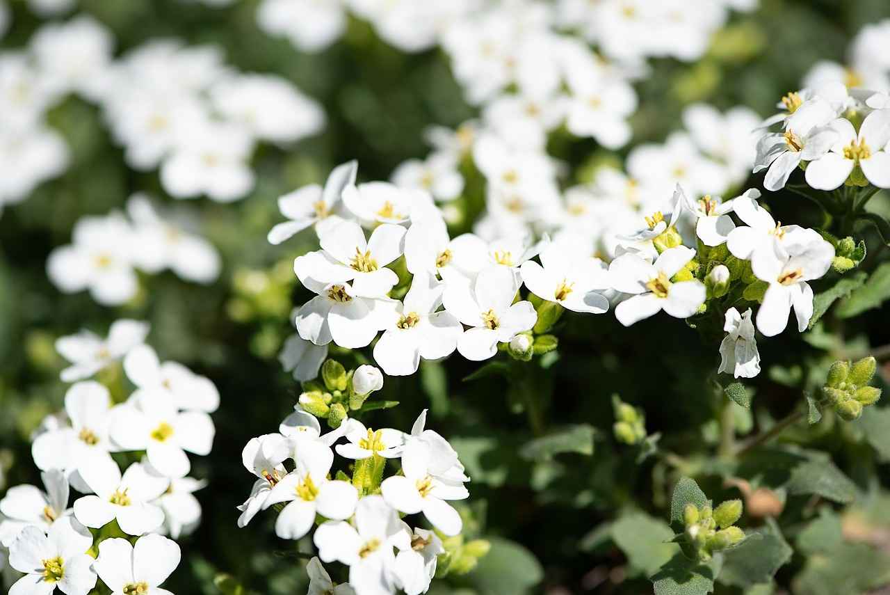 Best Bed Headboard Cushion Design Ideas for Ultimate Comfort 5 Maintenance Tips for Headboard Cushions