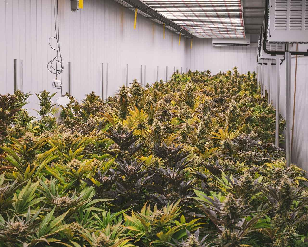 Best CBD Vape Juices: A Complete Review 5 Top CBD Vape Juice Brands in 2023