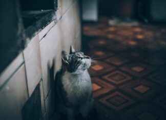 Best Devices for a Smart Home: From Alexa to Google and More Best Devices for a Smart Home: From Alexa to Google and More