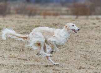 Best Dog Bed for Your Pet: Finding the Perfect Fit Best Dog Bed for Your Pet: Finding the Perfect Fit