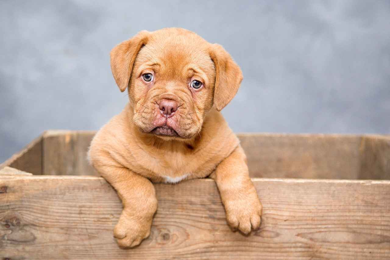 Best Dog Bed for Your Pet: Finding the Perfect Fit 6 Conclusion: Choosing the Best Dog Bed