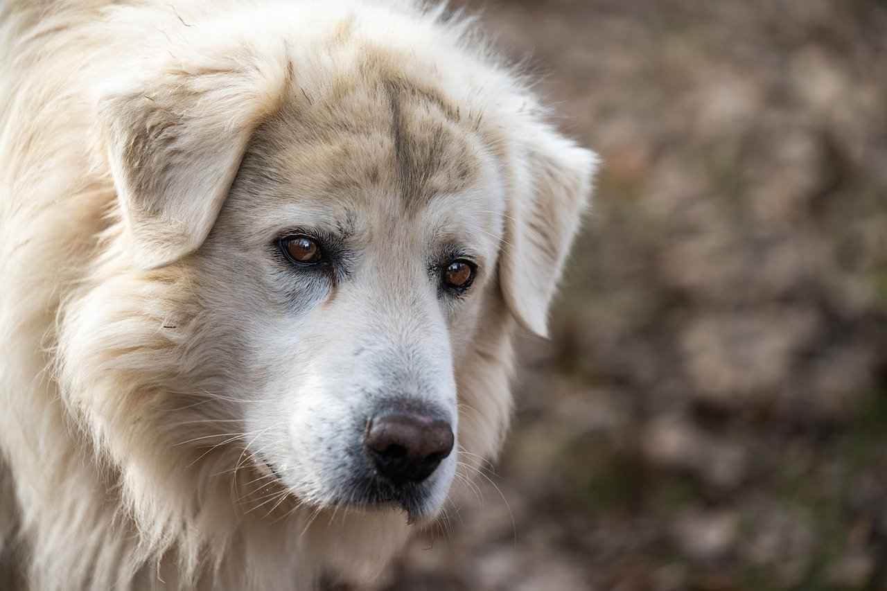 Best Dog Bed for Your Pet: Finding the Perfect Fit 2 Types of Dog Beds: Which One is Right?