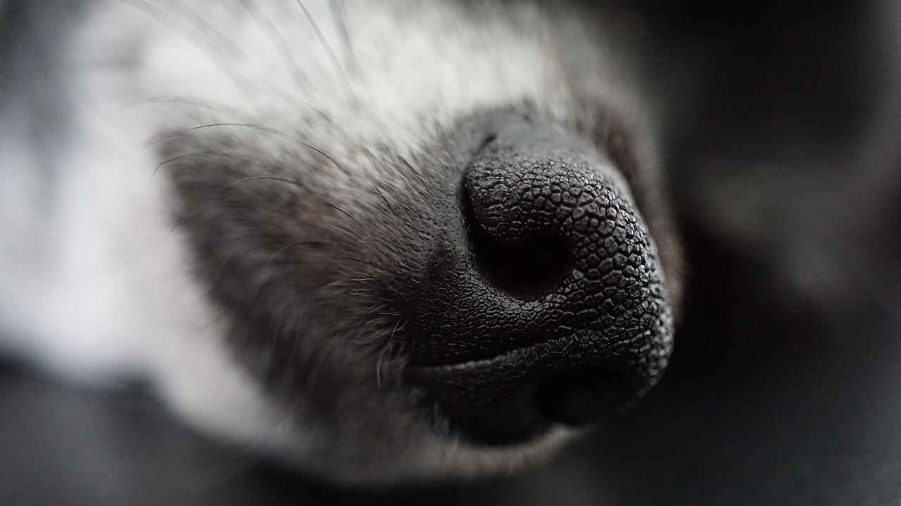Best Dog Bed for Your Pet: Finding the Perfect Fit 3 Factors to Consider When Choosing a Dog Bed