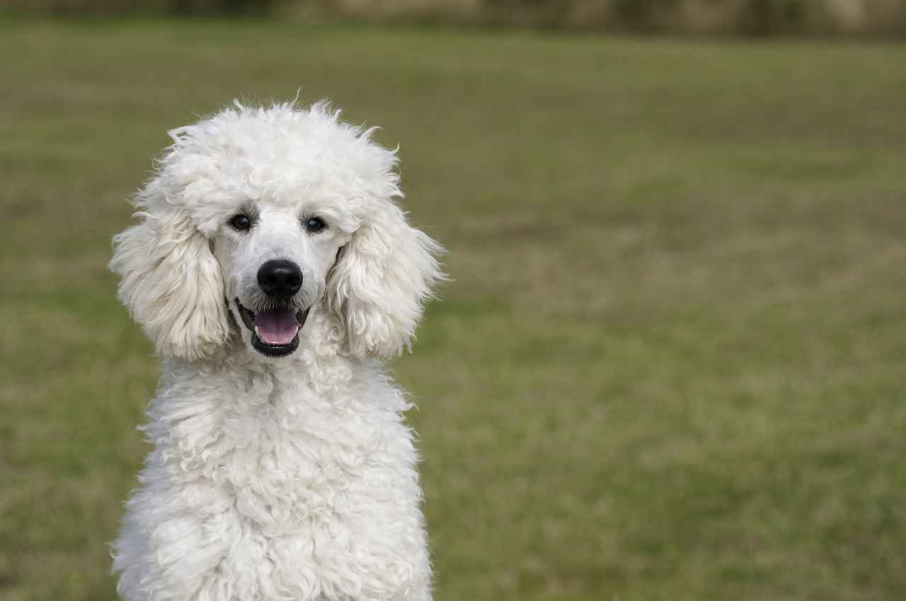 Best Dog Beds for Big Dogs: Comfort for Larger Breeds 5 Conclusion: Investing in Comfort for Your Big Dog