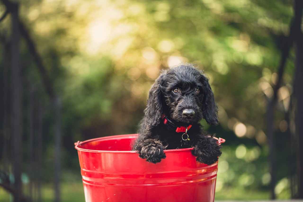 Best Dog Beds for Comfortable Rest 4 How to Clean and Maintain Dog Beds