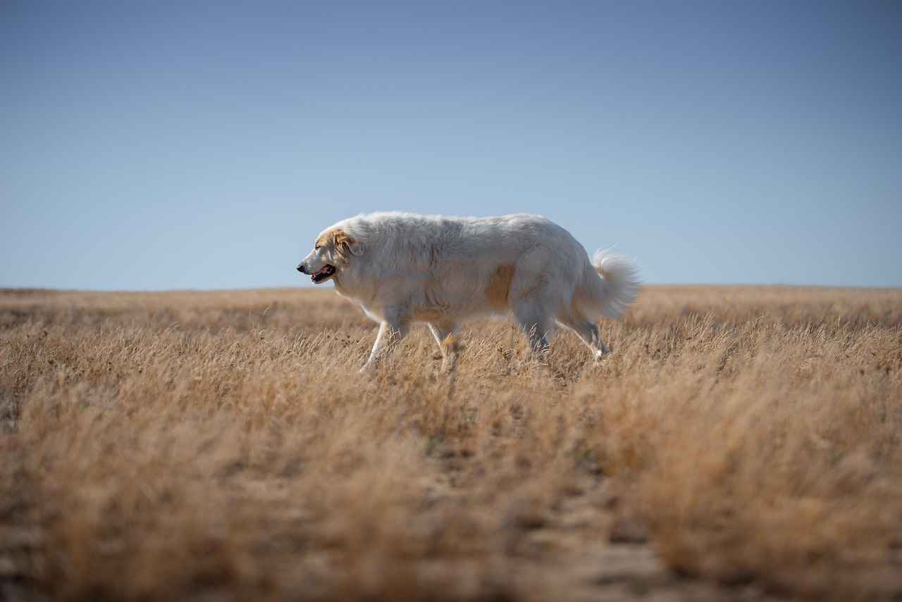 Best Dog Beds for Large Dogs: Comfort for Big Breeds 5 How to Maintain and Clean Large Dog Beds