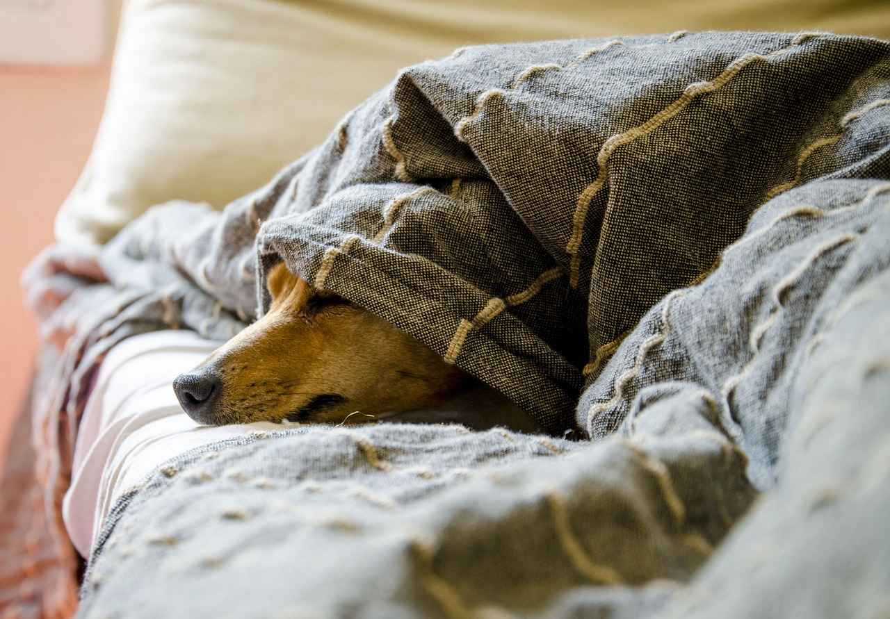 Best Dog Beds for Large Dogs: Comfort for Big Breeds 3 Types of Dog Beds for Large Breeds