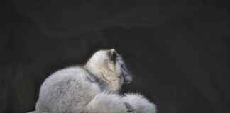 Best Fur Boots for Winter 2025: Stay Stylish and Warm Best Fur Boots for Winter 2025: Stay Stylish and Warm