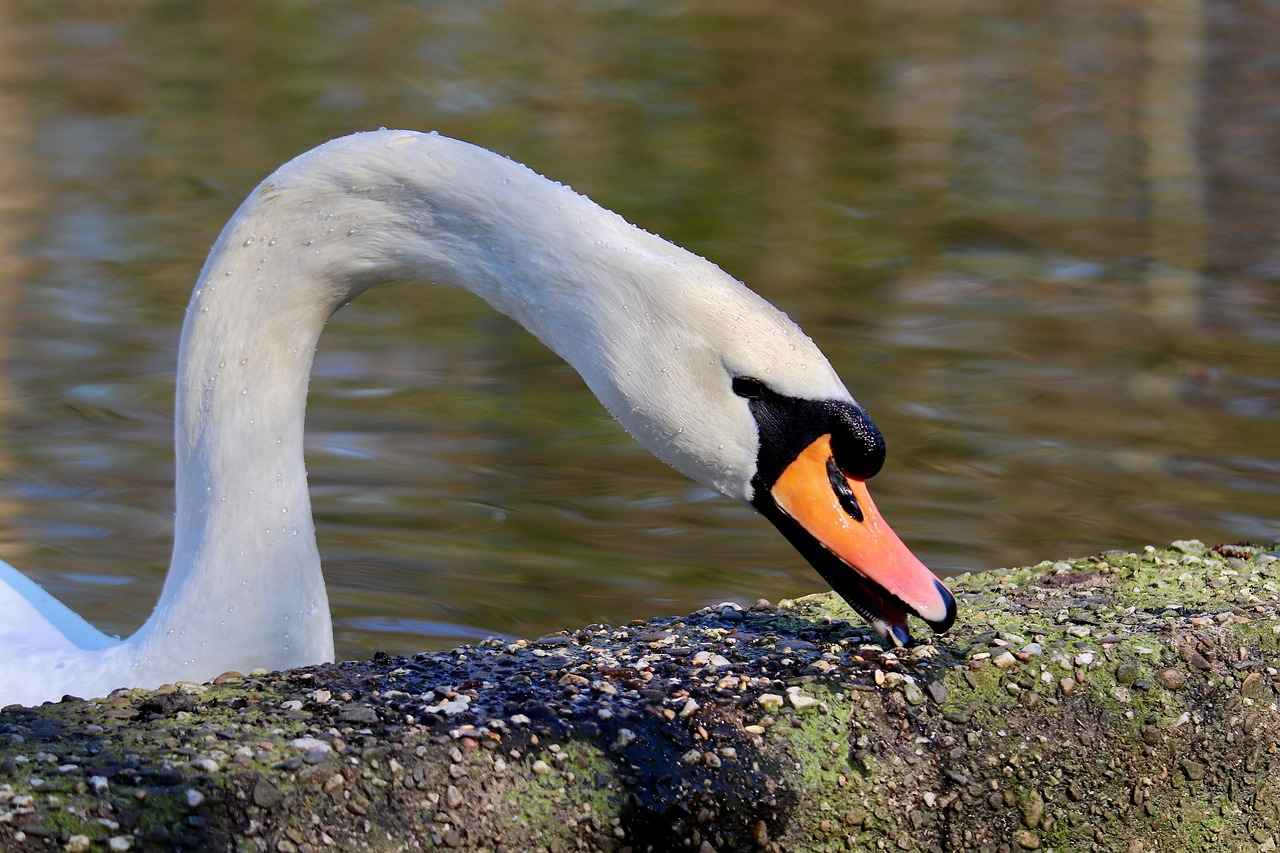 Best Gooseneck Phone Holders for Hands-Free Convenience 2 Benefits of Using Gooseneck Phone Holders