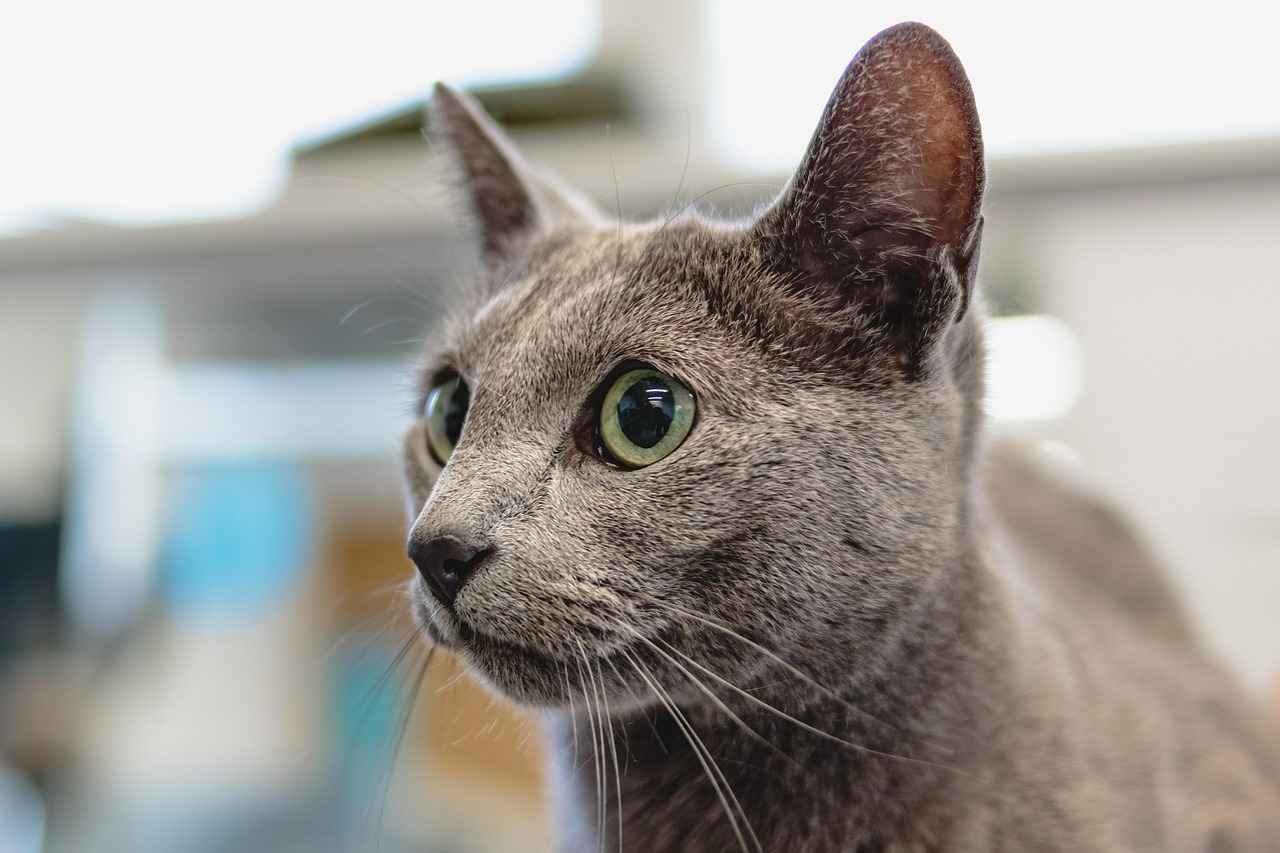 How to Accessorize Your Haircut?