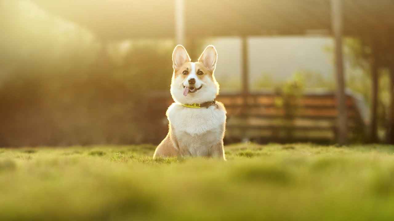 Best Orthopedic Dog Bed: Comfort for Aging Dogs 5 How to Transition Your Dog to a New Bed