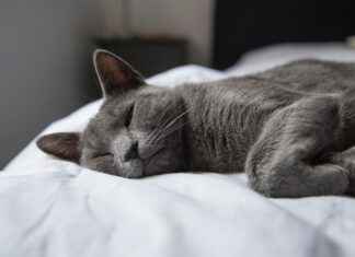 Best Plywood Bed Designs for a Durable and Stylish Bedroom Best Plywood Bed Designs for a Durable and Stylish Bedroom