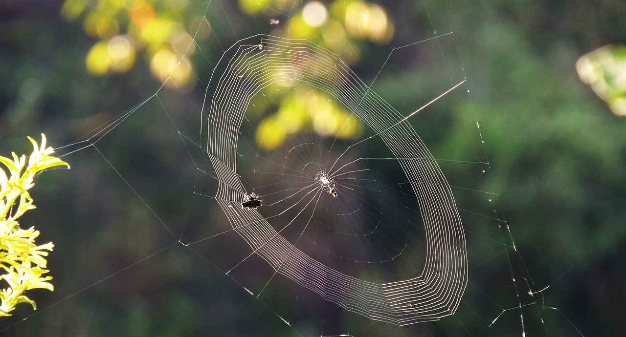 Mid-Range Choices Between $50 and $100