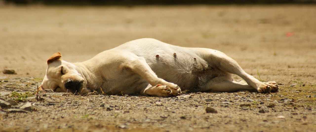 Top Portable Coffee Makers for Coffee and Tea