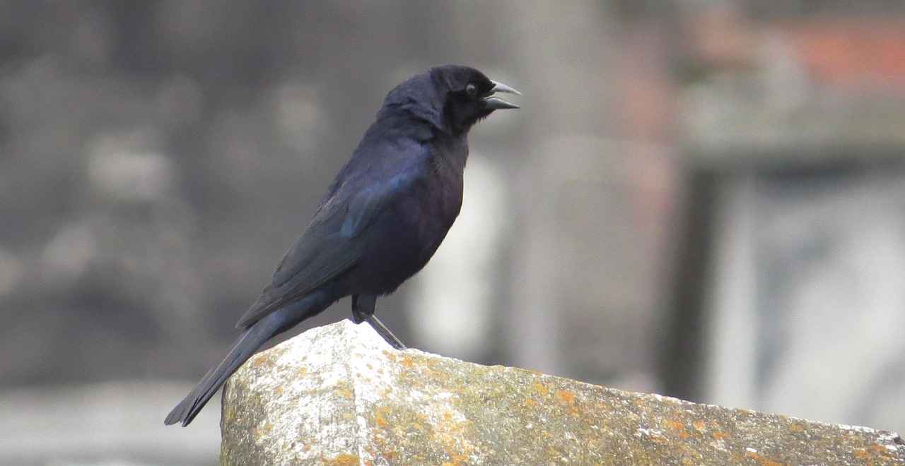 Top Features to Look For