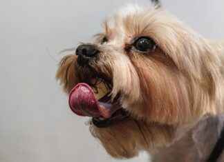 Best Short Haircut Styles for Men: Trendy, Low-Maintenance, and Stylish Looks Best Short Haircut Styles for Men: Trendy, Low-Maintenance, and Stylish Looks