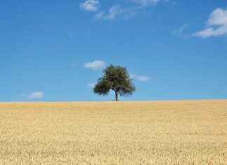 Best Single Bed Design Latest Trends for 2025 Best Single Bed Design Latest Trends for 2025