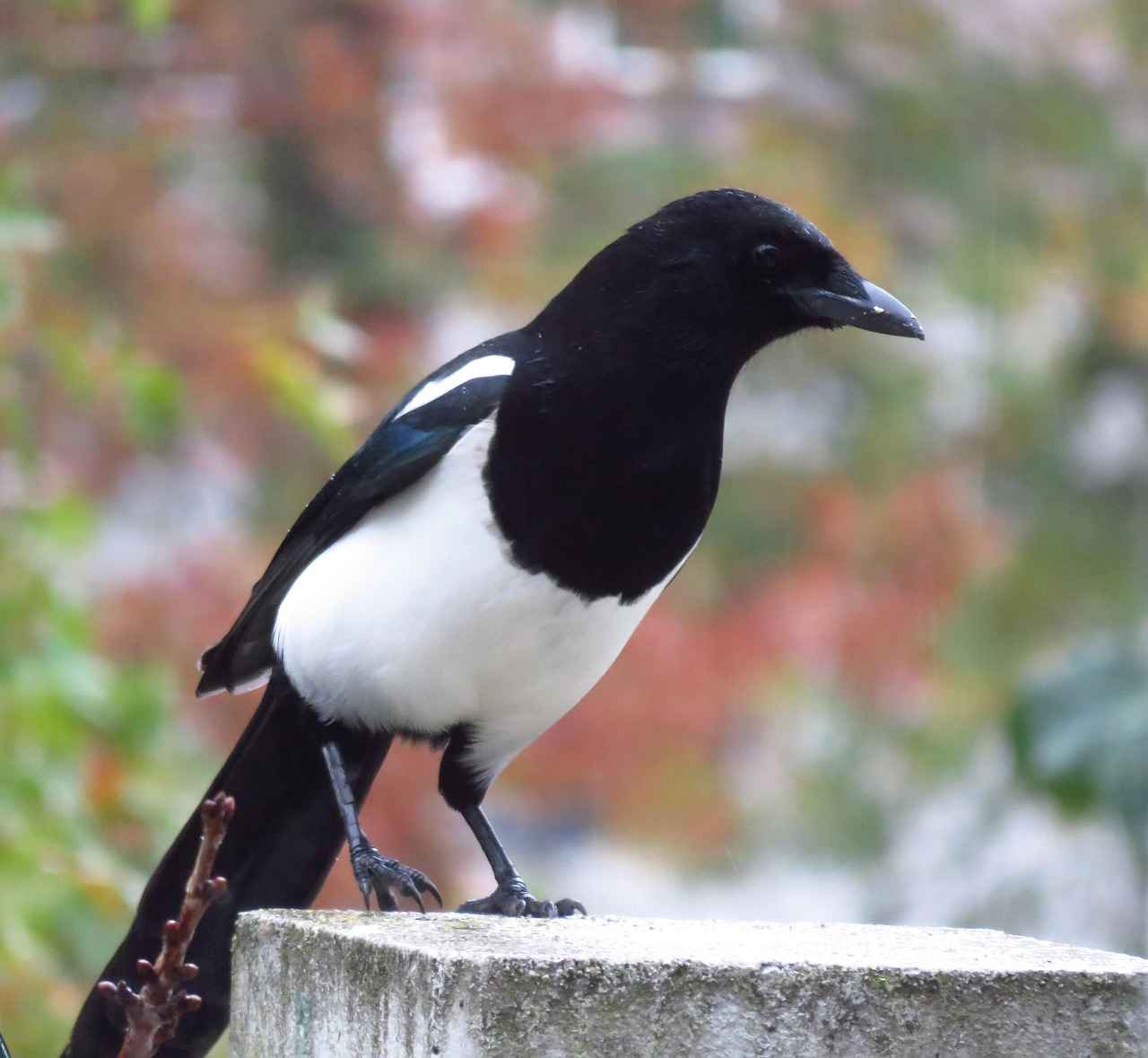 Best Smart Home Devices to Automate Your Life 11 11. Smart Garden Devices