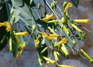 Best Tobacco-Flavored Vape Juices for Ex-Smokers Best Tobacco-Flavored Vape Juices for Ex-Smokers