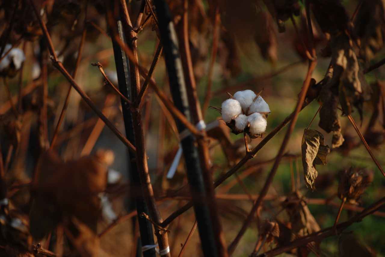 Best Vape Cotton for RDA and RTA Builds 6 What Makes Cotton Suitable for Vaping?