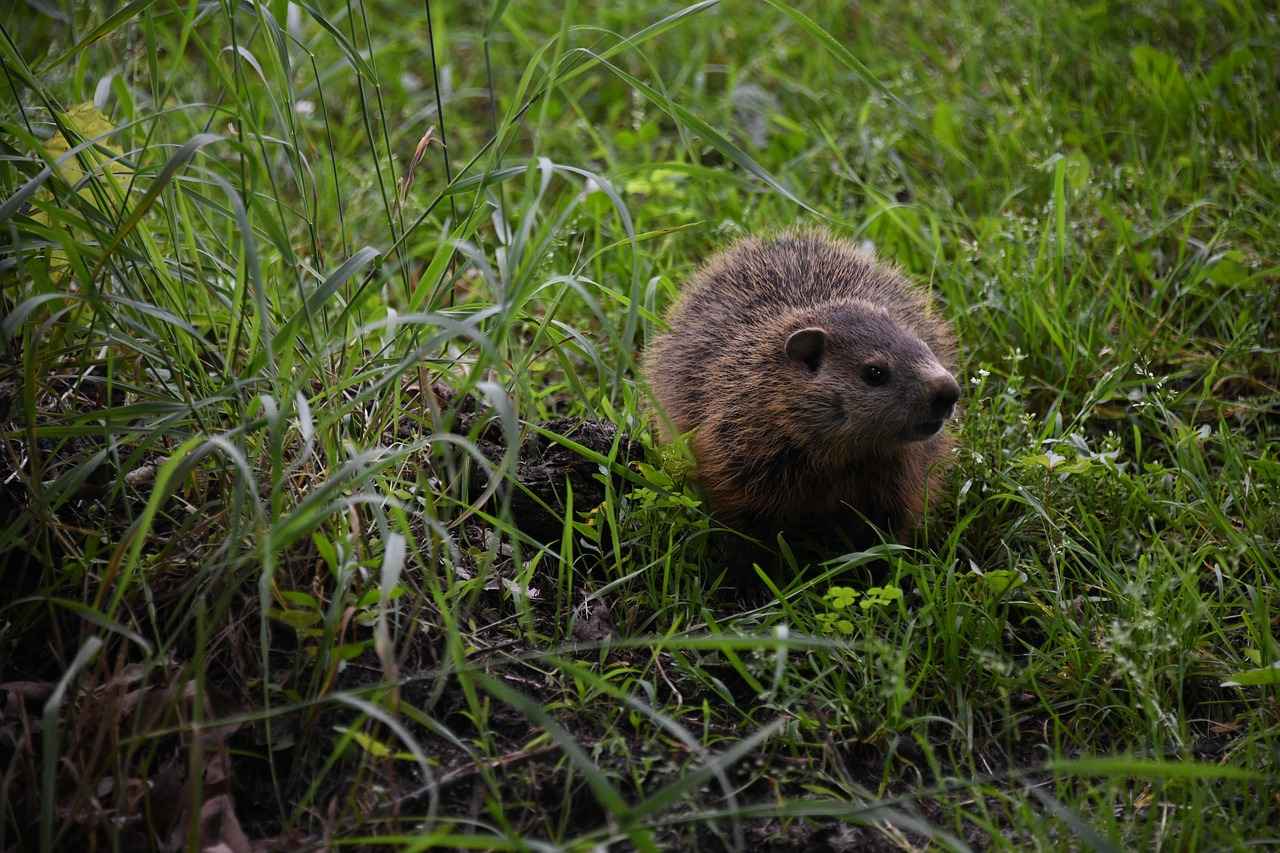 Best Vape Kits for Beginners in 2025 4 Are Pod Systems the Best Option for New Vapers?