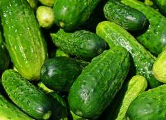 Best Vegetable Choppers for Chopping and Slicing Onions Best Vegetable Choppers for Chopping and Slicing Onions