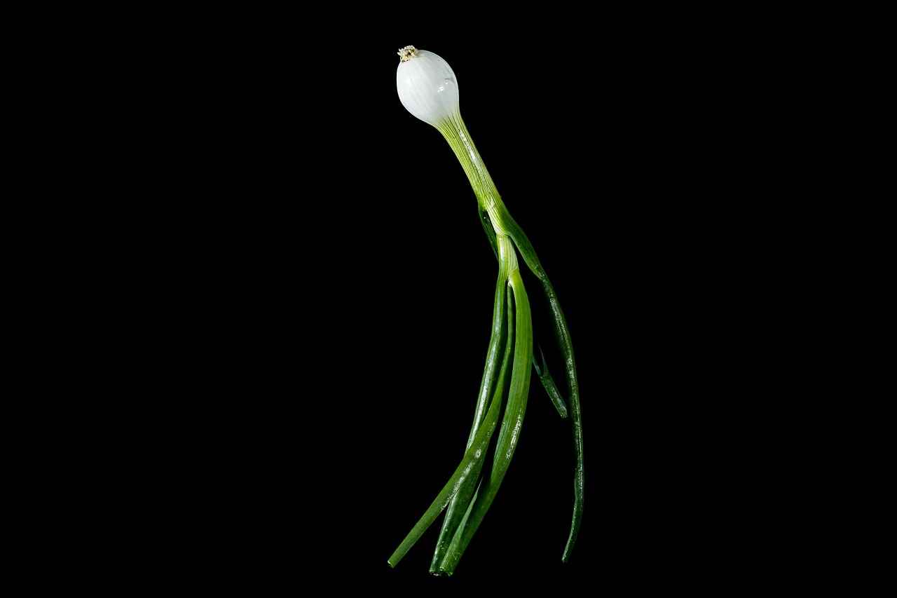 Conclusion: Choosing the Right Onion Chopper