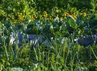 Best Vegetable Choppers for Cutting and Slicing Hard Veggies Best Vegetable Choppers for Cutting and Slicing Hard Veggies