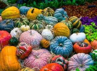 Best Vegetable Choppers for Large Quantities of Vegetables Best Vegetable Choppers for Large Quantities of Vegetables