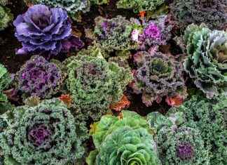 Best Vegetable Choppers for Making Chopped Veggie Salads Best Vegetable Choppers for Making Chopped Veggie Salads