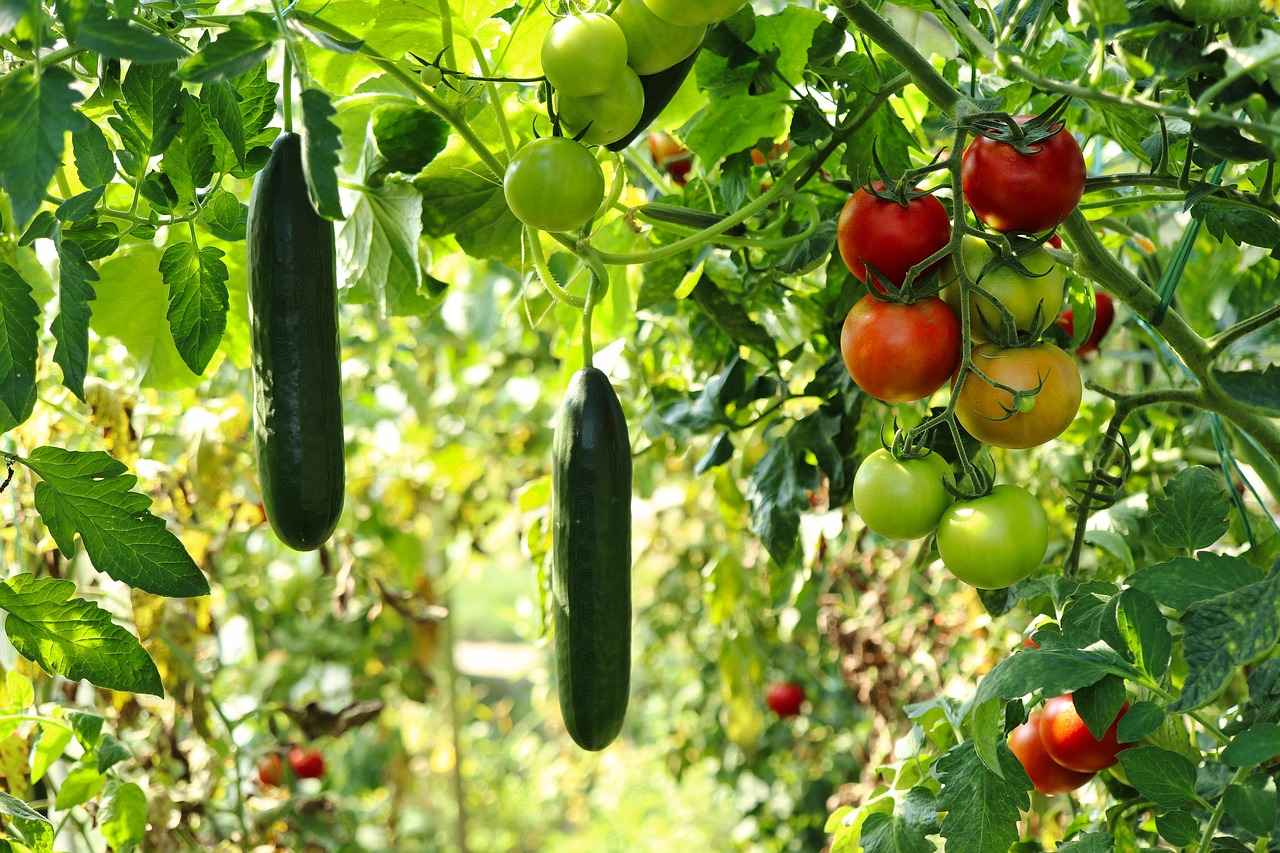 Best Vegetable Choppers for Making Healthy Meals Faster 3 Key Features to Consider