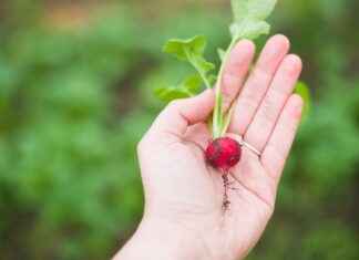 Best Vegetable Choppers for Making Healthy, Nutritious Meals Best Vegetable Choppers for Making Healthy, Nutritious Meals