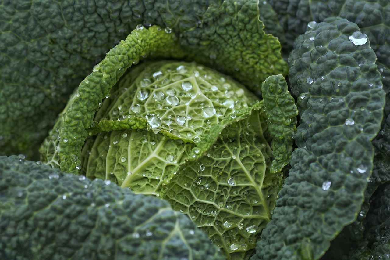 Best Vegetable Choppers for Making Healthy, Nutritious Meals 6 Conclusion: Choosing the Right Vegetable Chopper for You